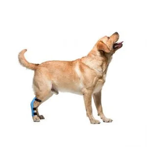 Custom 3D printed tarsal splint for dogs and other animals