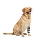 Custom-made 3D printed carpal splint for dogs and other animals