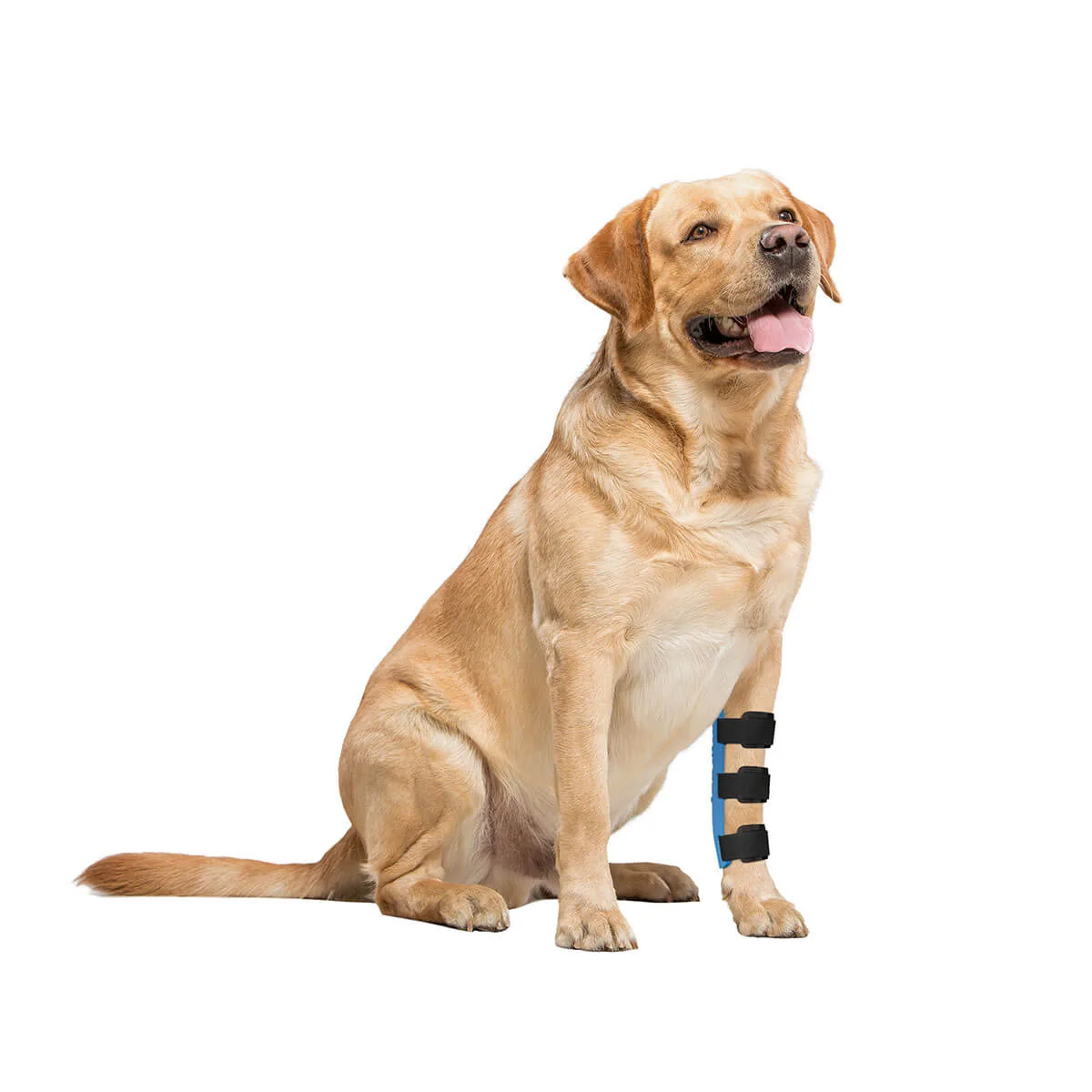 Custom-made 3D printed carpal splint for dogs and other animals