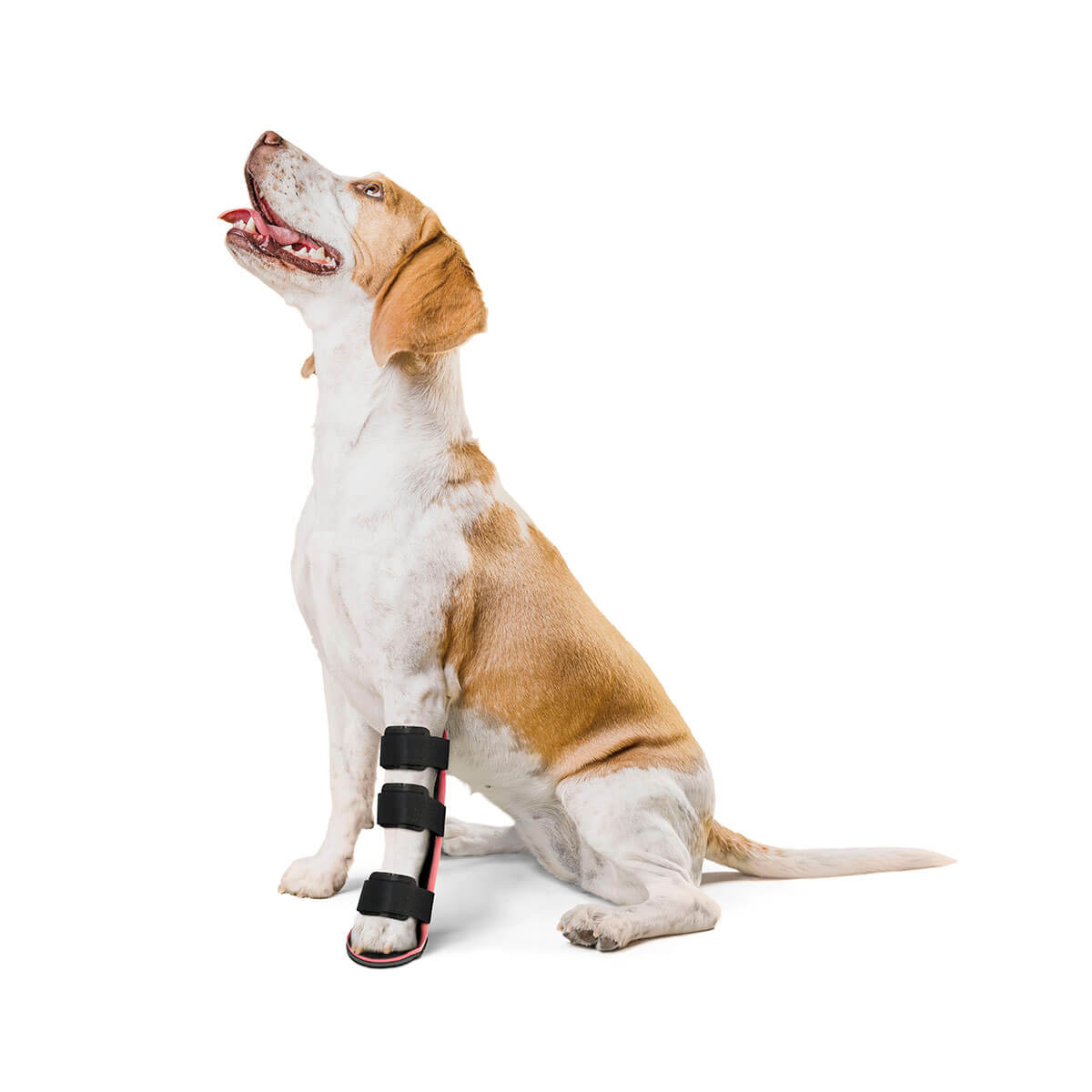 Goma sextante violín Férula pata delantera para perros - mihapi® - ortopedia veterinaria