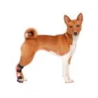 Tailor-made back splint for dogs, cats and other animals 3D printed in blue colors