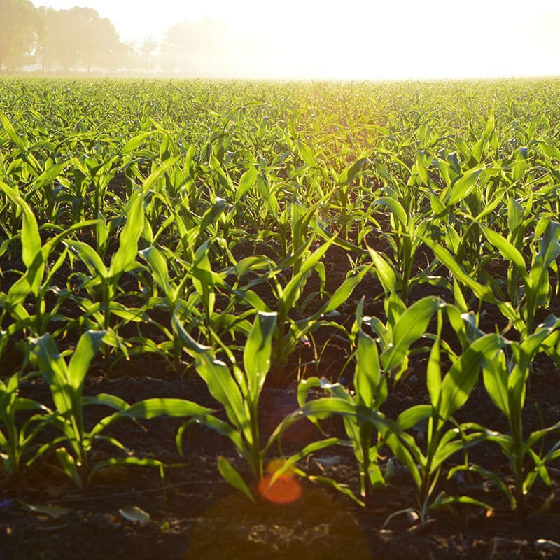 Ferula para perro impresa a medida en material sostenible