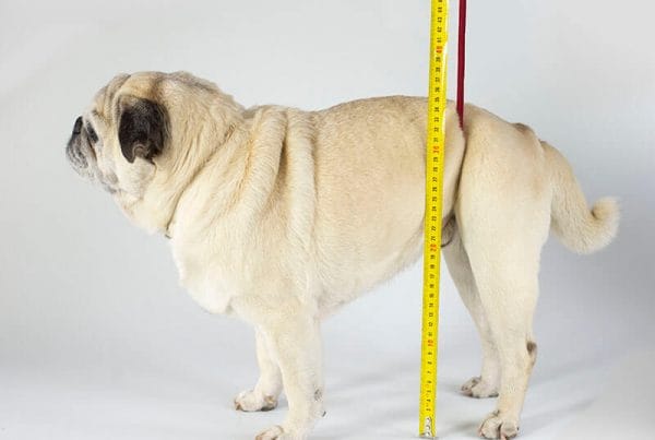 Cómo medir talla silla de ruedas perro