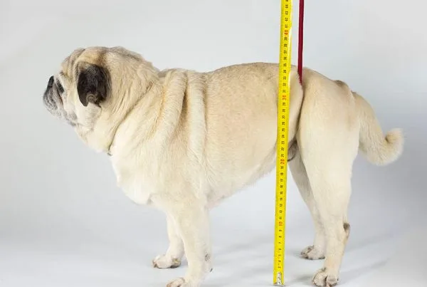 Cómo medir talla silla de ruedas perro