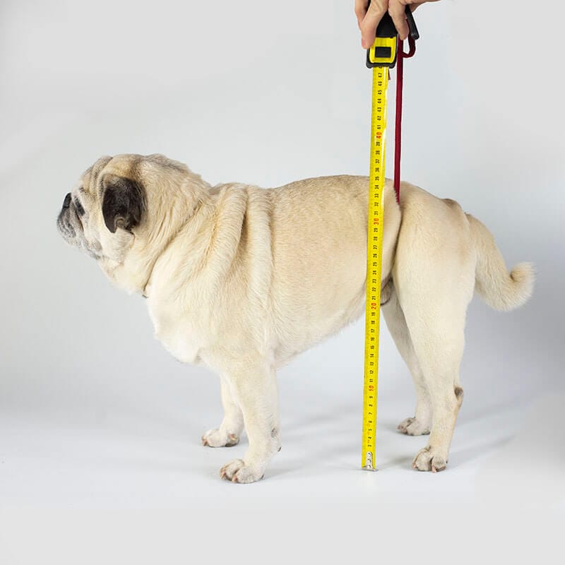 Toma de medidas para silla de ruedas para perros cadera altura
