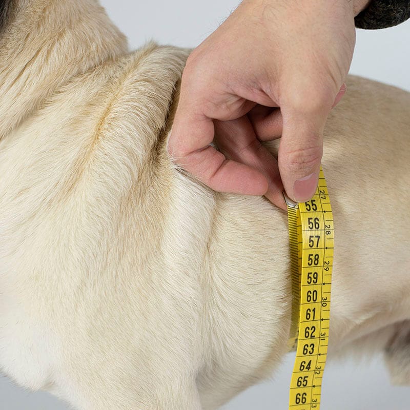 Toma de medidas para silla de ruedas para perros pecho