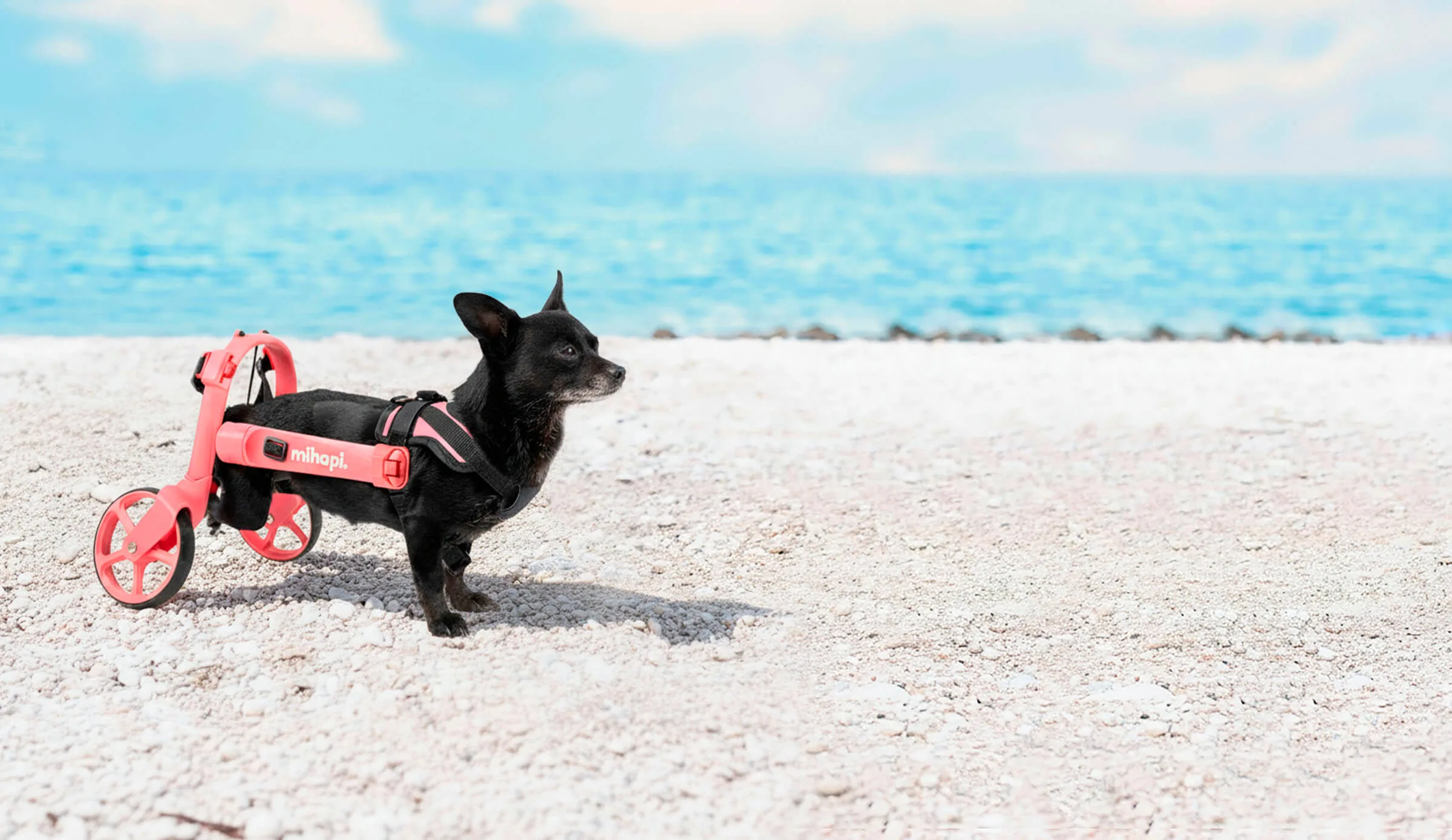 Silla de ruedas para perros pequeños, fácil de poner, ergonomica y de material reciclado