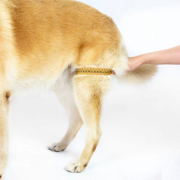 Toma de medidas para protector de rodilla para perro