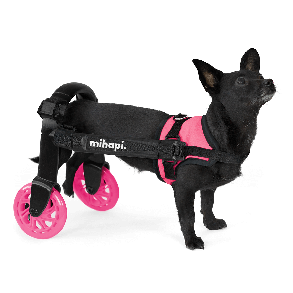 gráfico recoger Escupir Silla de ruedas para perros pequeños - Mihapi®