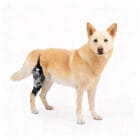 Knee protector for dog design how to put