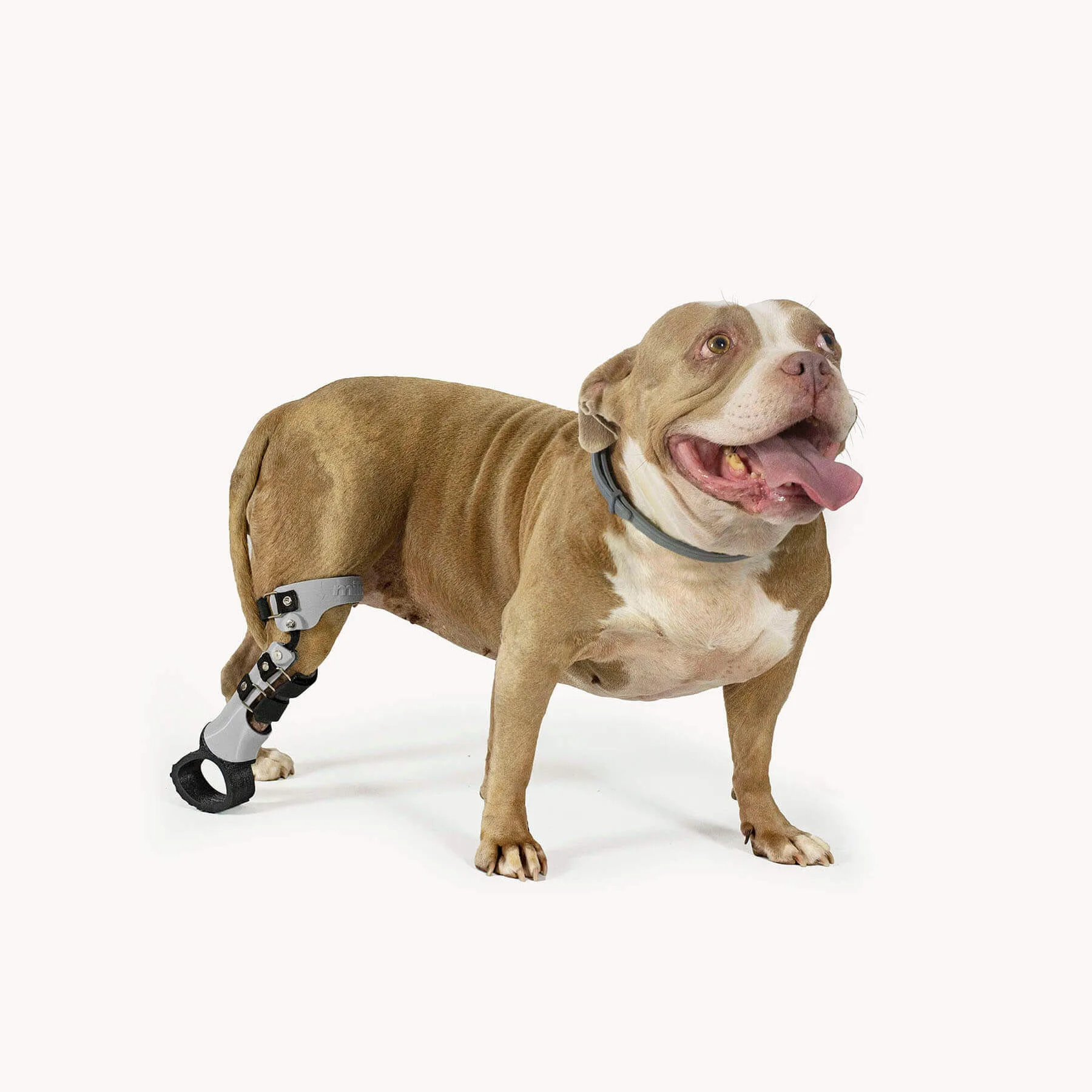 Protesis a medida para perros pata delantera