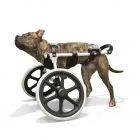 Silla de ruedas para perros patas delanteras