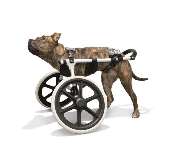 Silla de ruedas para perros patas delanteras