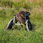 Silla de ruedas para perros extremidades delanteras