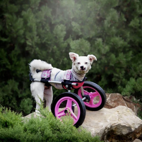 Silla de ruedas delanteras para perros ruedas rosa para perritas