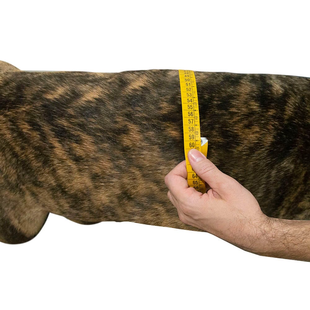 Toma de medidas Medida pecho