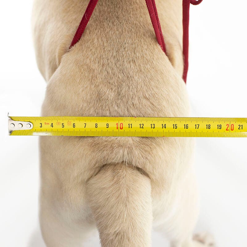 Toma de medidas para silla de ruedas para perros ancho cadera