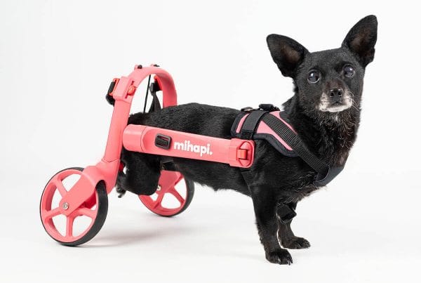 how much does a dog wheelchair cost