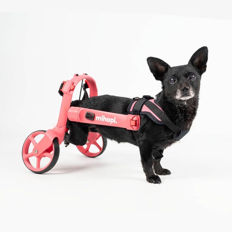 how much does a dog wheelchair cost