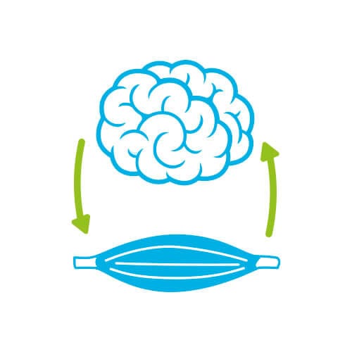 Icono de conexión entre el cerebro y un músculo, representando la estimulación neuromuscular.