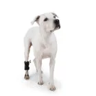 Front view of the proprioceptive corrector placed on a dog's paw.