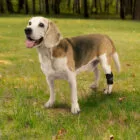 Dog using the proprioceptive corrector in a natural environment