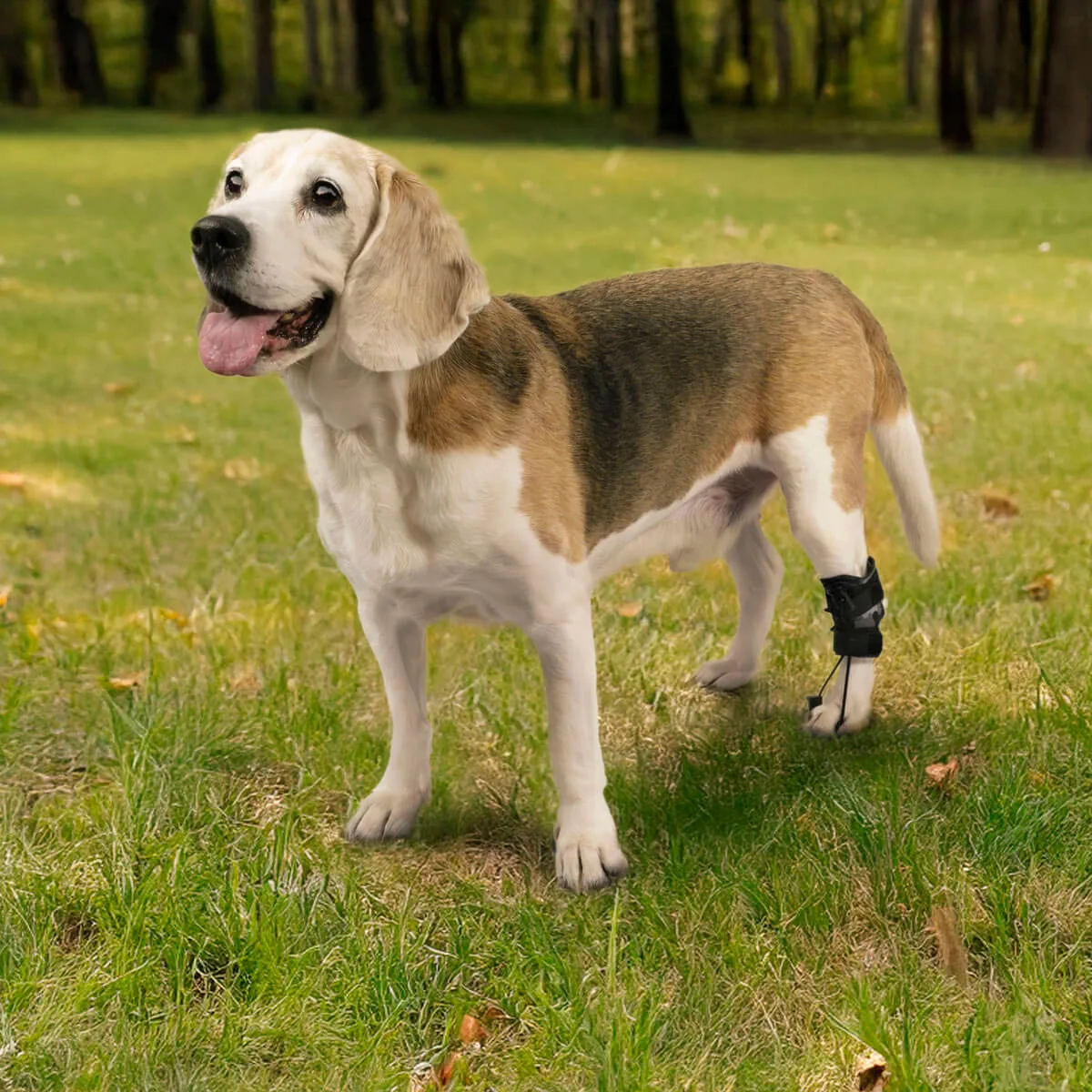 Perro usando el corrector propioceptivo en un entorno natural