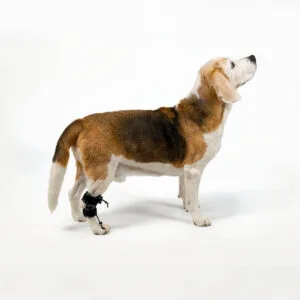 Proprioceptive corrector for dogs in size M