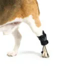 Detailed view of the proprioceptive corrector for dogs
