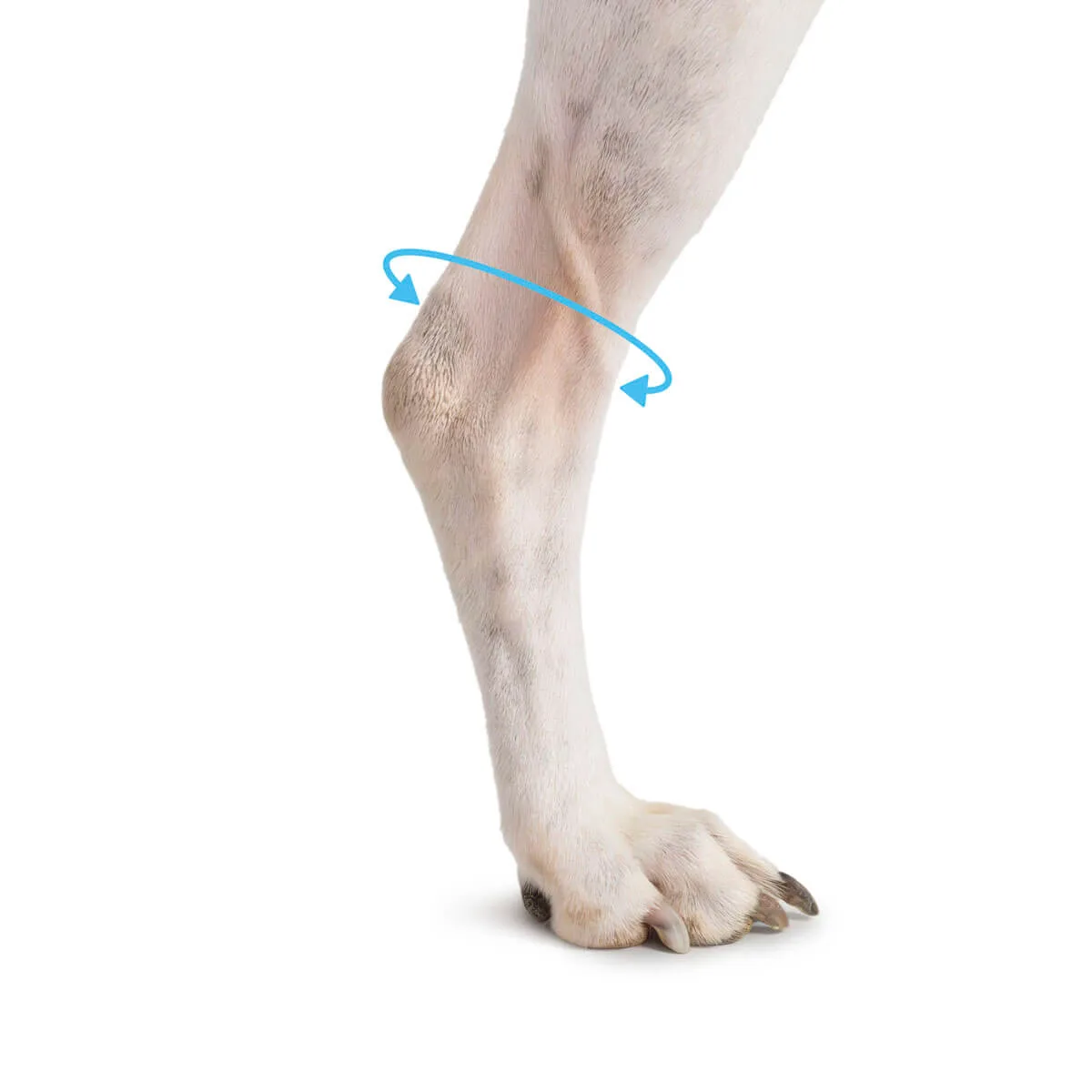 How to measure a dog's paw to choose the right proprioceptive corrector