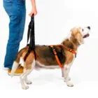 Persona acompañando a un perro con arnés de soporte trasero para la cadera