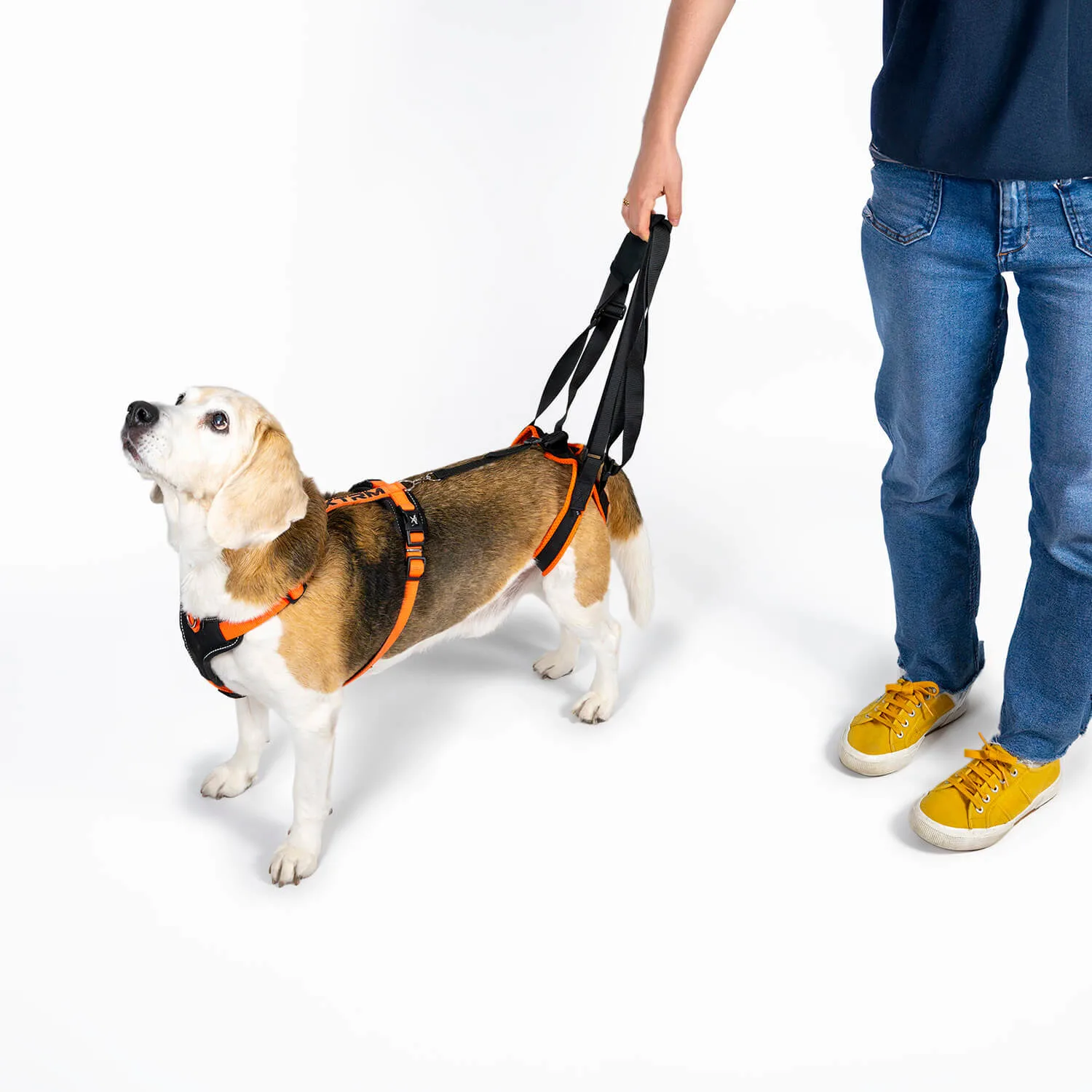 Arnés de soporte trasero para perros con cinta de soporte ayudando a la movilidad y la cadera