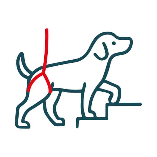 Icono de perro caminando con ayuda de un arnés de soporte trasero