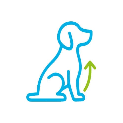 Icono de perro sentado con flecha verde ascendente que representa la corrección de postura