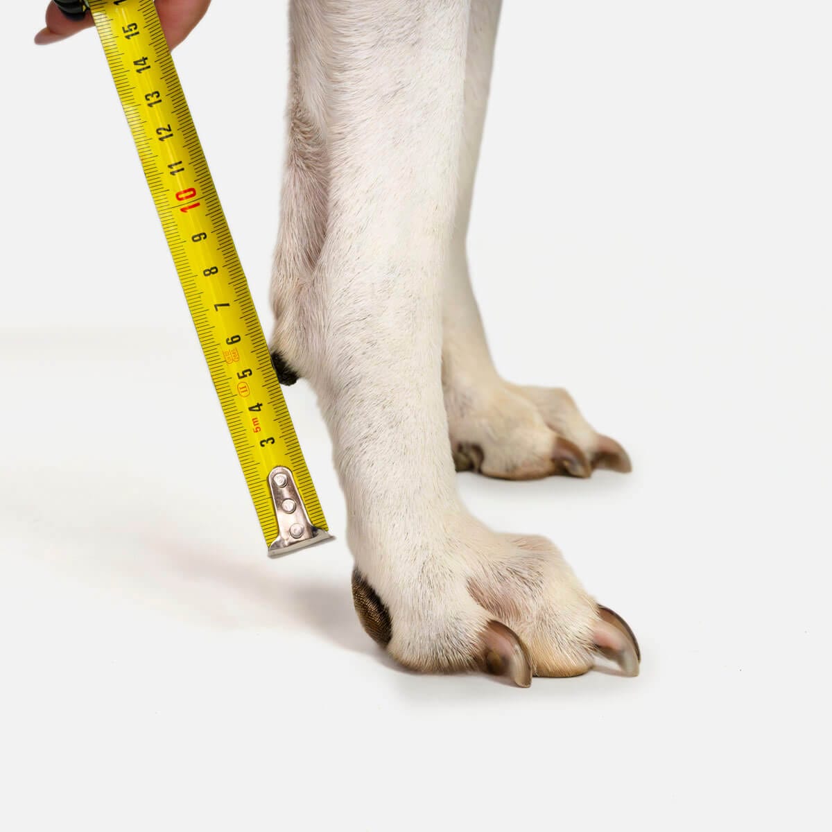 Medición del ancho de la pata delantera de un perro con cinta métrica para férula ortopédica Mihapi