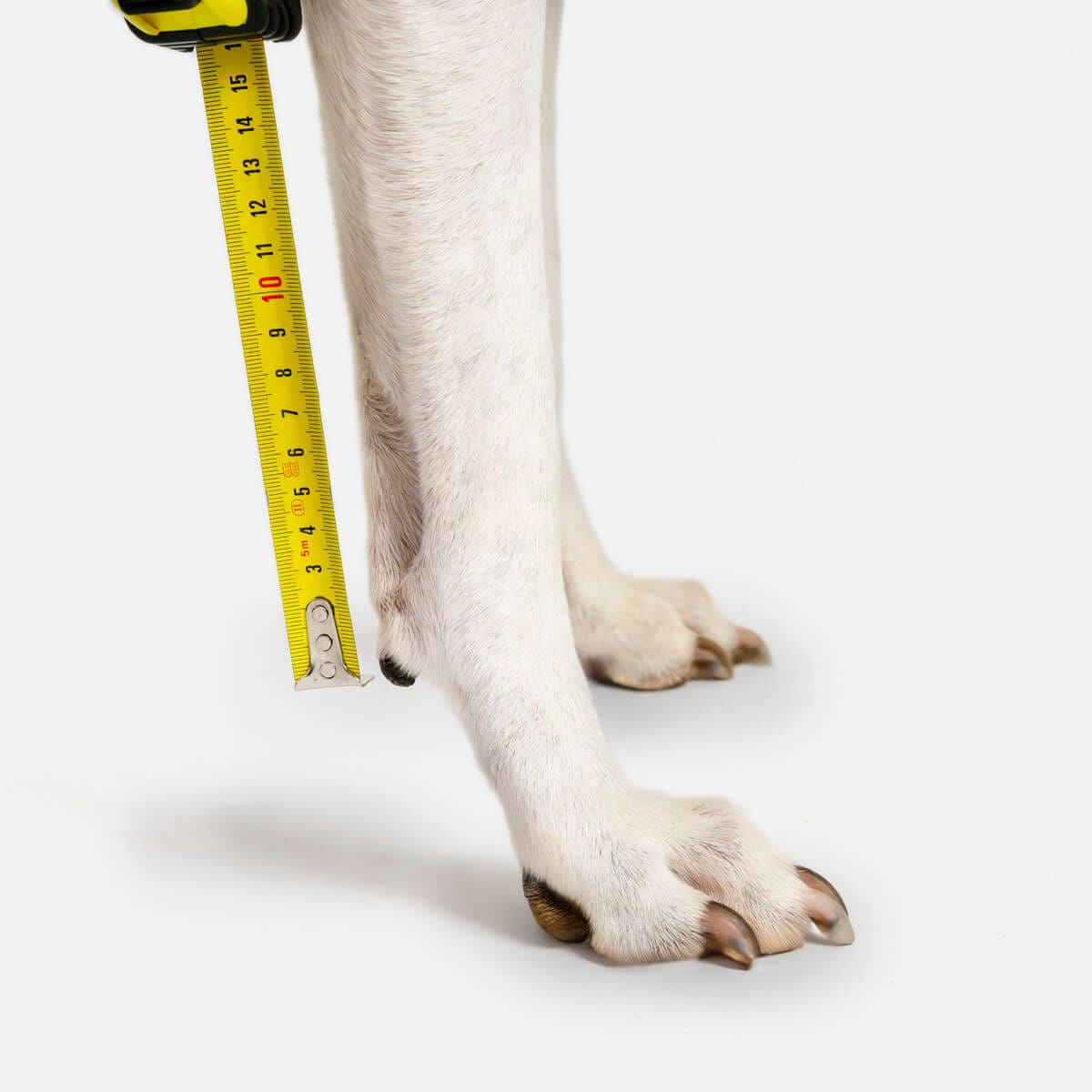 Cinta métrica mostrando la distancia entre el carpo y el suelo en la pata delantera de un perro
