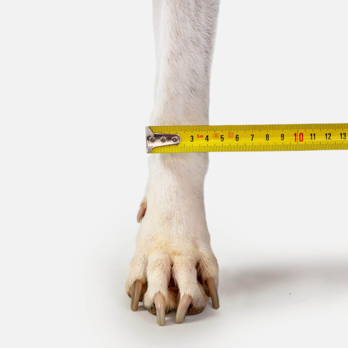 Medición de la pata delantera de un perro con cinta métrica para férula de carpo Mihapi