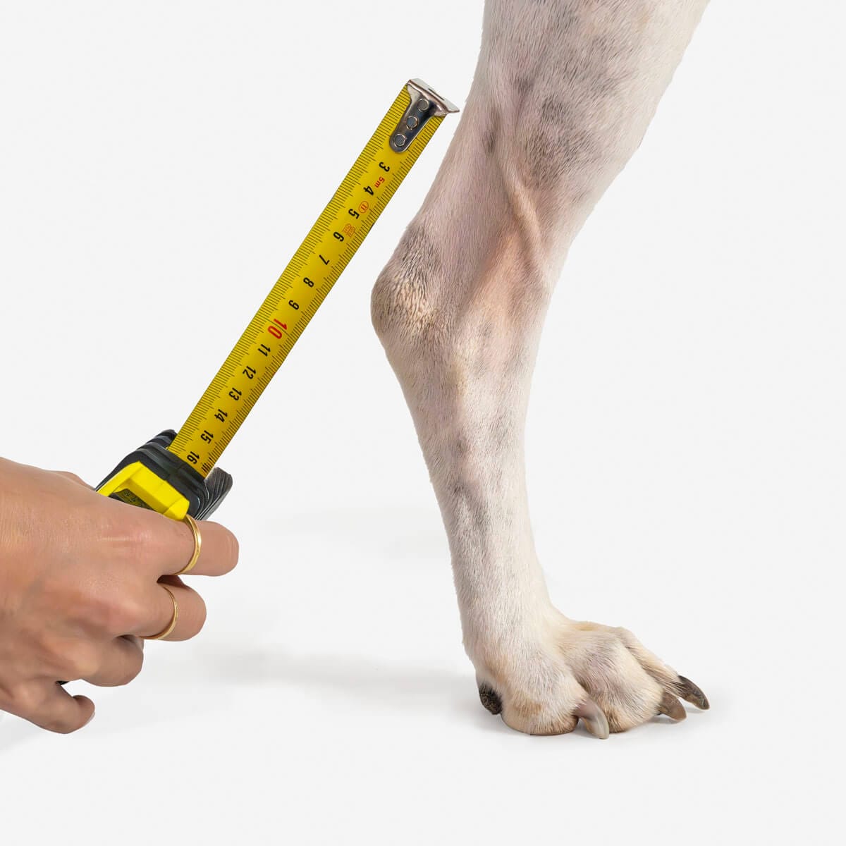 Cómo medir la distancia desde el tarso hasta la rodilla para ajustar la férula de tarso del perro