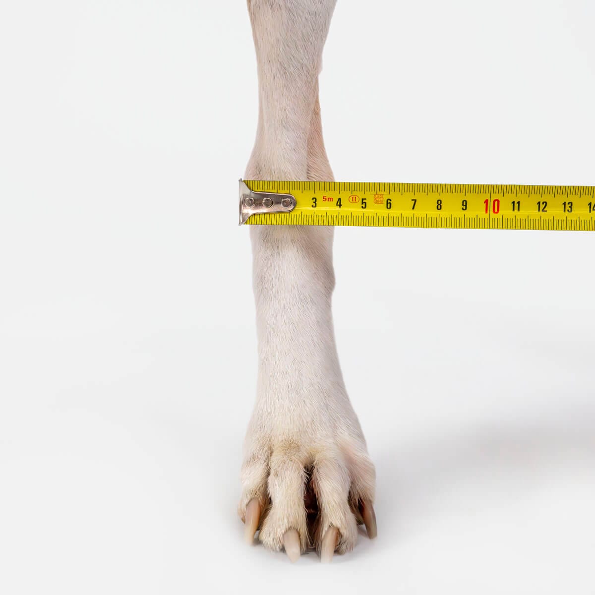 Medición del ancho del tarso trasero del perro con cinta métrica para elegir correctamente la férula de tarso