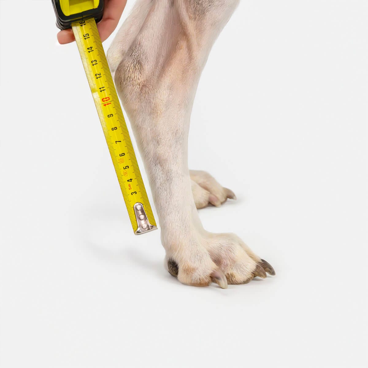 Cómo medir la altura inferior del tarso trasero del perro sin interferir con la articulación de la pezuña