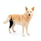 Dog wearing a Mihapi black neoprene knee brace, an orthopedic support for knee injuries.