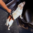 Rear support harness helping a dog get into the car