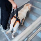 Dog climbing stairs using a rear support harness