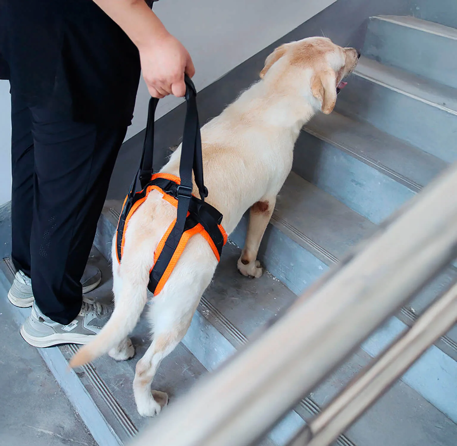 Perro subiendo escaleras con arnés de soporte trasero