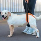 Persona ayudando a un perro a caminar con arnés de soporte trasero para la cadera