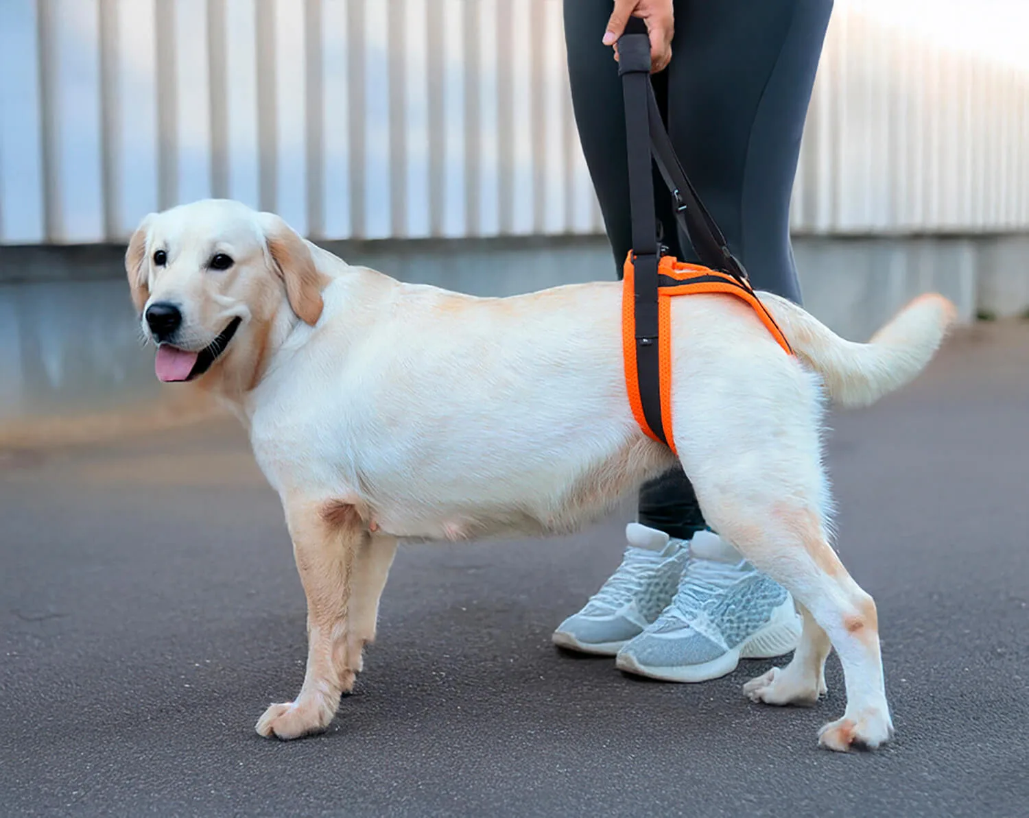 Persona ayudando a un perro a caminar con arnés de soporte trasero para la cadera