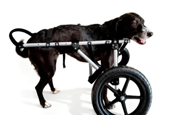 Dog with weak front legs: how to help your dog