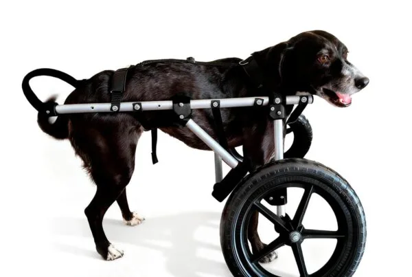 Perro con patas delanteras débiles: cómo ayudarle
