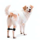Perro con Walkband Mihapi colocada en las patas traseras para mejorar la estabilidad y el control