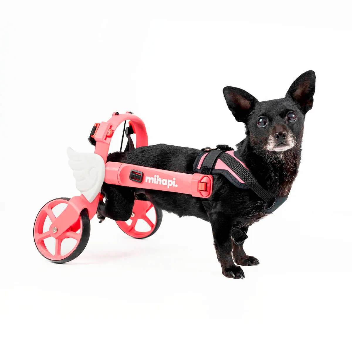 Silla de ruedas trasera Mihapi personalizada con alitas decorativas para perro pequeño